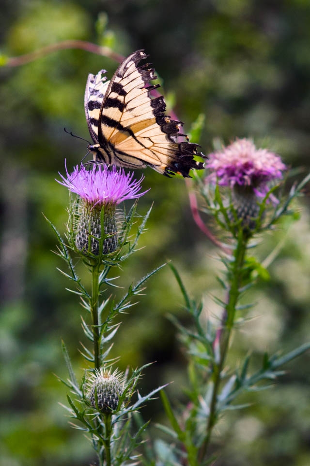 nex7 butterfly